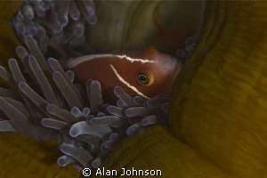 backing into his anenome home by Alan Johnson 